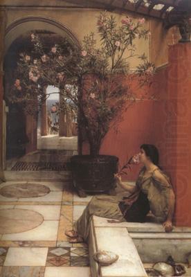 Alma-Tadema, Sir Lawrence An Oleander (mk23) china oil painting image